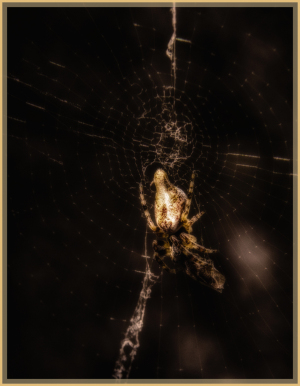 A striking spider poised in its shimmering web, casting shadows like a twisted spotlight.