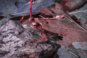 A frog lurking on a rock, surrounded by leaves, in a dramatic infrared glow.