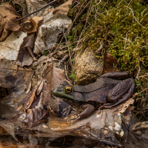 A stealthy frog lurking among leaves, ready for its next act. Nature's shadow performer.