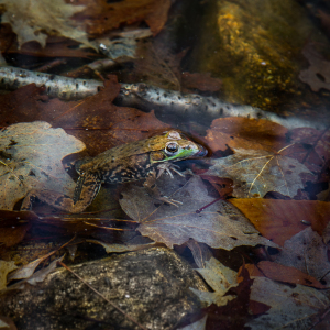 A frog camouflaged among autumn leaves in murky water, eyes gleaming like spotlights.