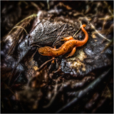 A vibrant orange salamander on dark, textured earth.