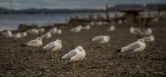 A flock of seagulls strut along the shore, feathers glistening in the fading light.