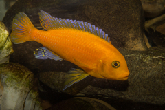 A vibrant orange fish with striking blue fins glides through rocky waters.