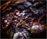 A crafty spider camouflages amid dark leaves and shadows, ready for its next act.
