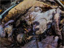 A hidden spider camouflaged among fallen leaves and twigs, ready to pounce.