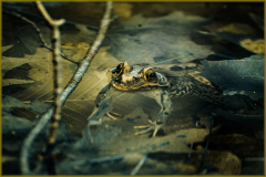 A lurking frog waits, masked in murky waters, a true spectacle of nature's theatre.