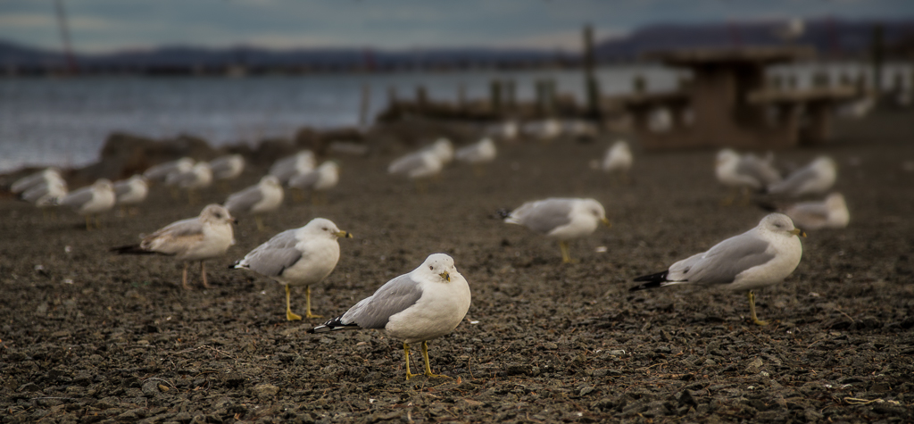 A flock of seagulls strut along the shore, feathers glistening in the fading light.