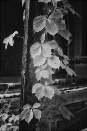 Black and white image of climbing leaves on a wooden post