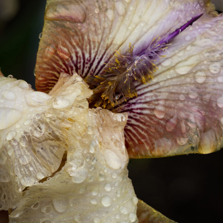 Iris: The Geometry and Architecture of Iris