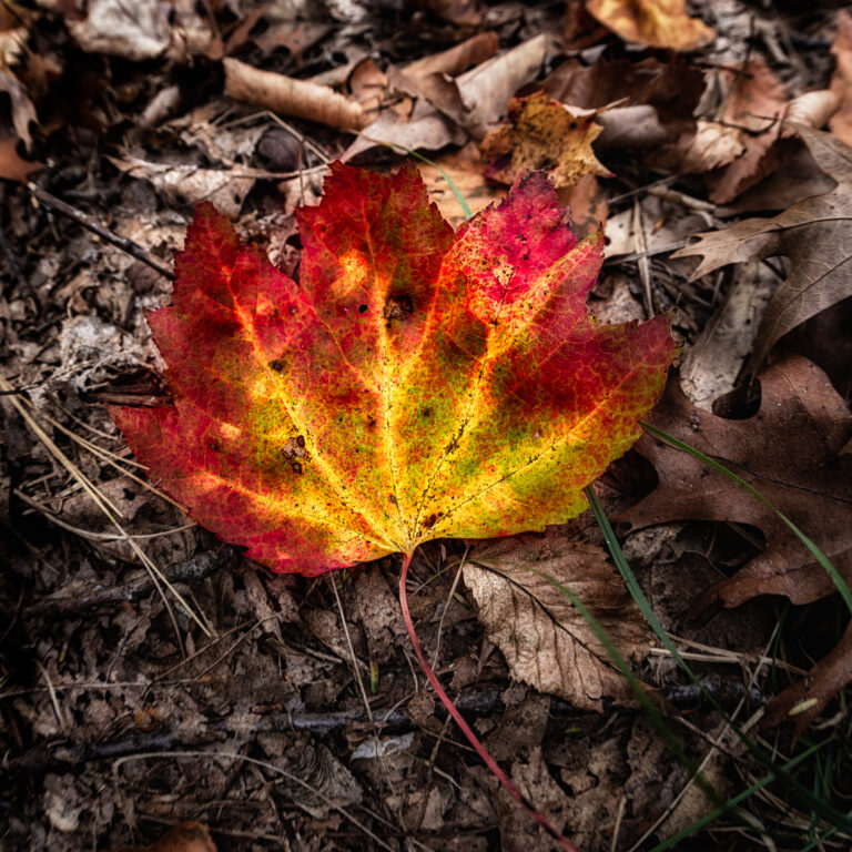 Leaf Portraits: A Study in Texture, Light, and Perspective