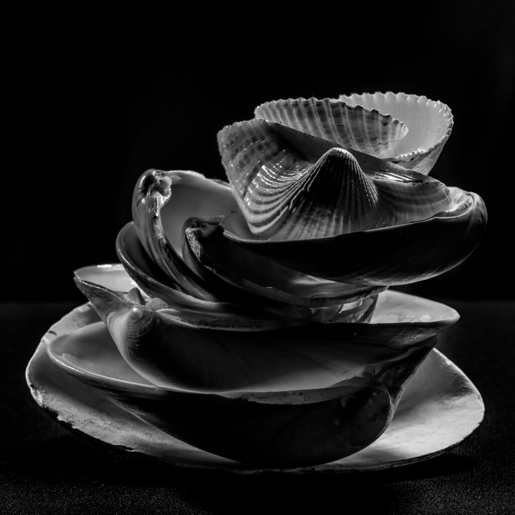 Seashells