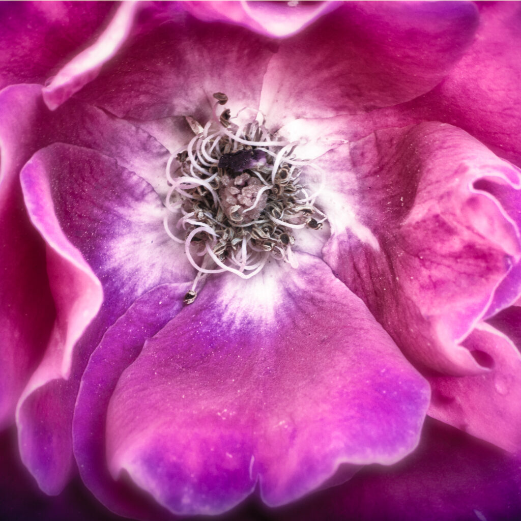 Roses