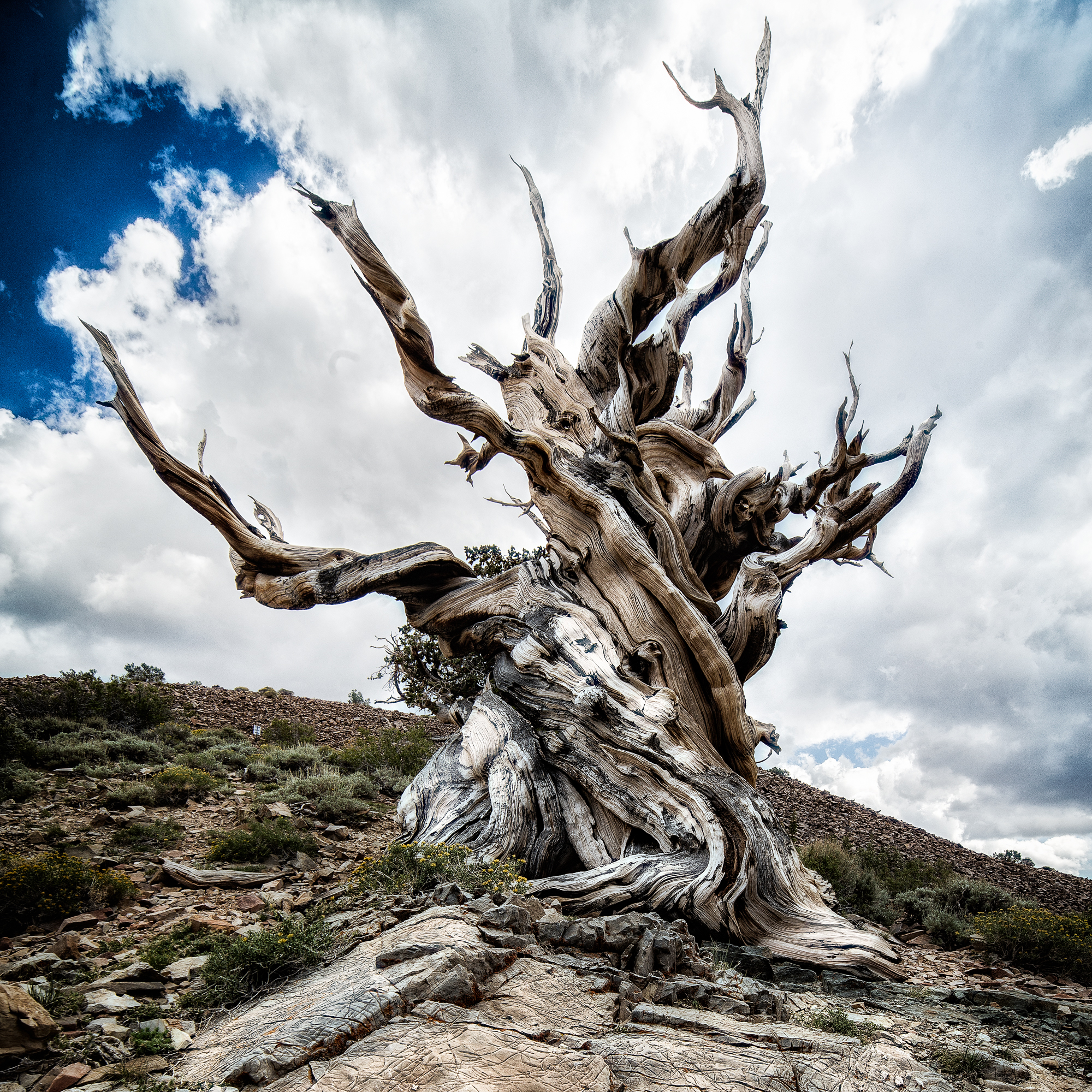 Ancient Bristlecone Forest