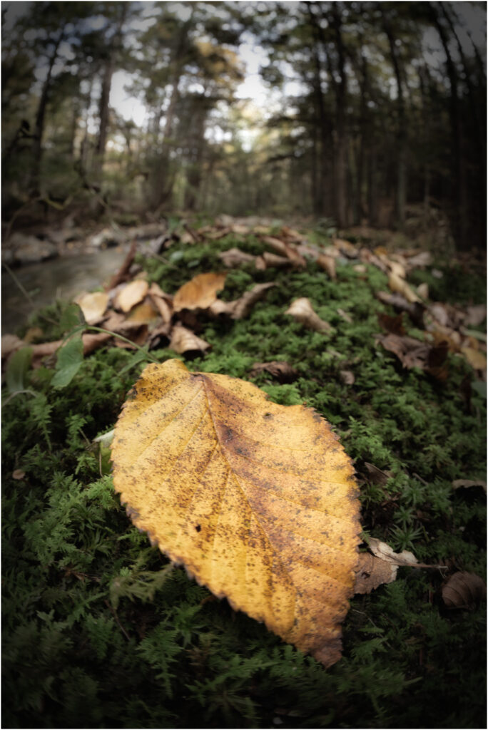 Leaf Portraits