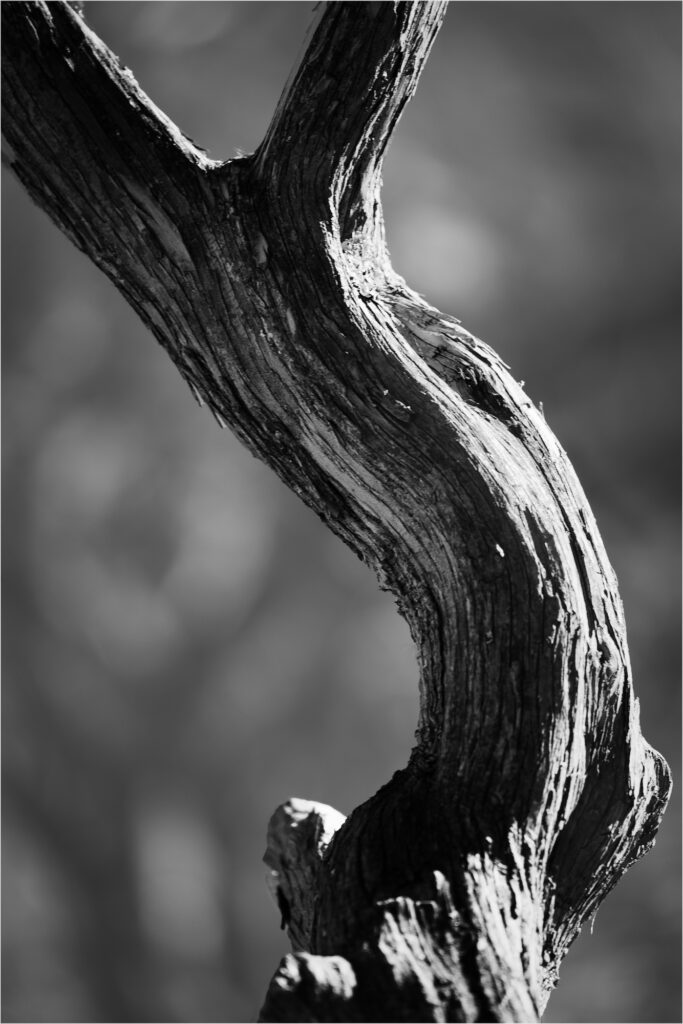 Abstracts