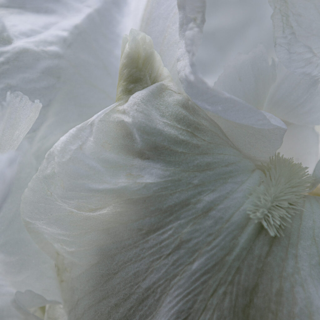 Presby Iris Garden